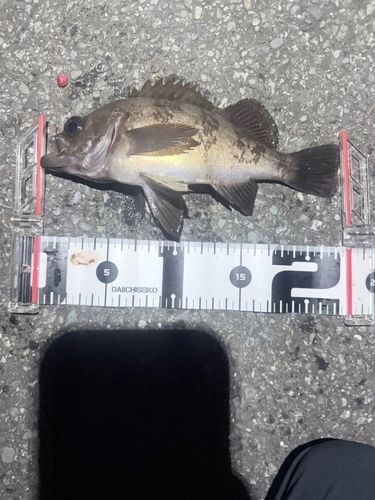 メバルの釣果