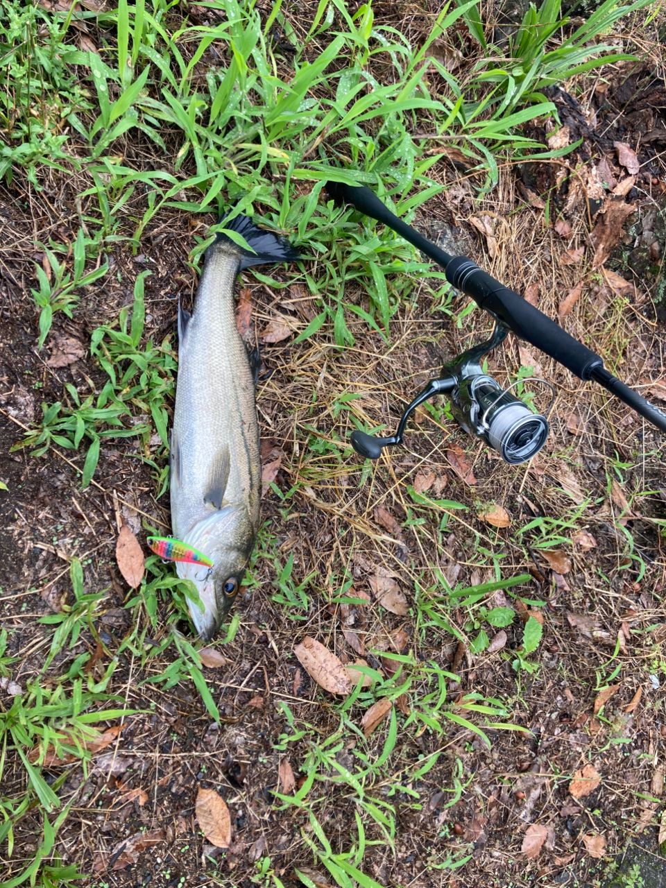 シーバスの釣果写真