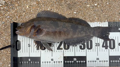 アイナメの釣果