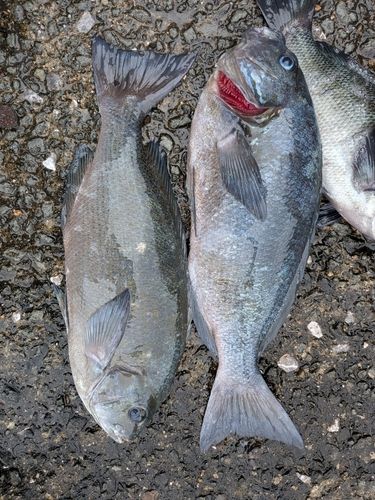 グレの釣果