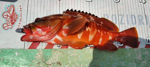 アカハタの釣果