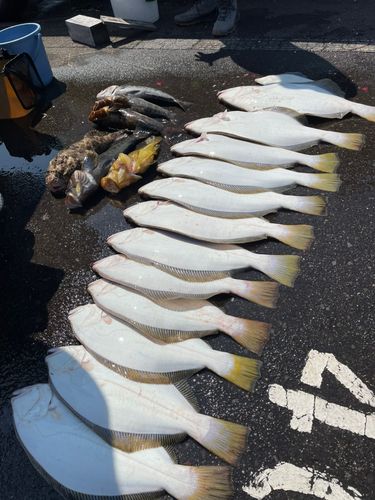 ヒラメの釣果