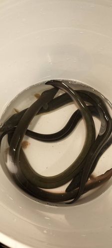 ウナギの釣果