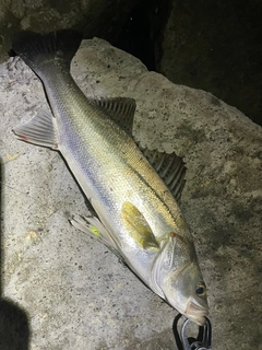 マルスズキの釣果