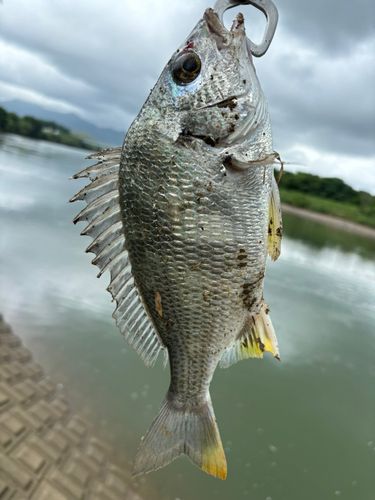 キビレの釣果