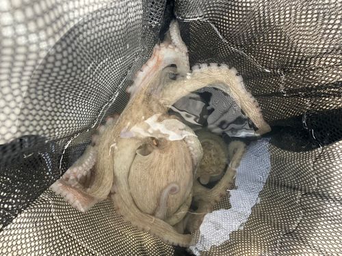 タコの釣果