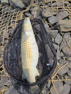 メナダの釣果