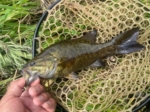 スモールマウスバスの釣果