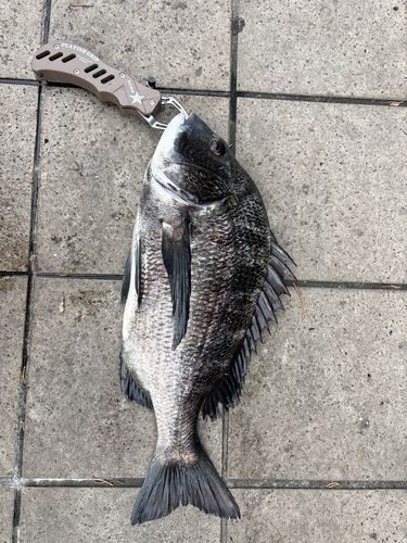 クロダイの釣果