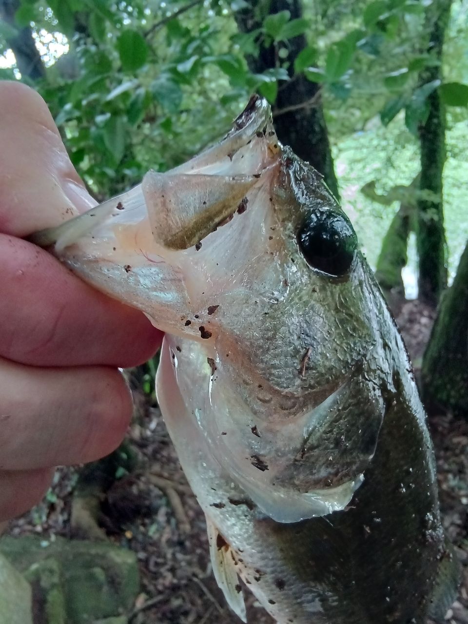 ブラックバスの釣果写真