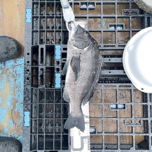クロダイの釣果