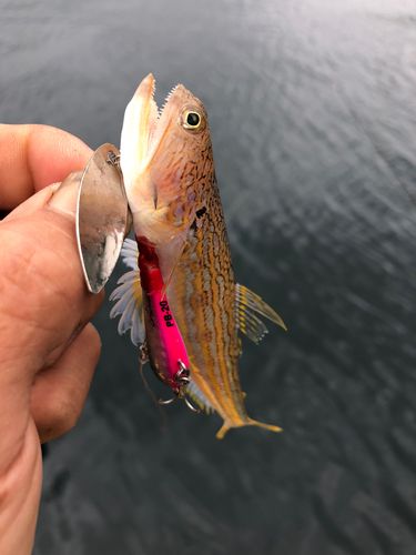 オキエソの釣果