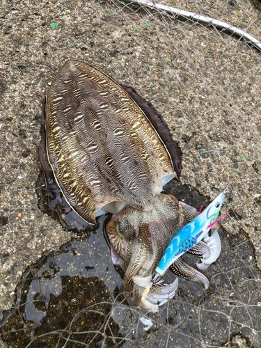 モンゴウイカの釣果