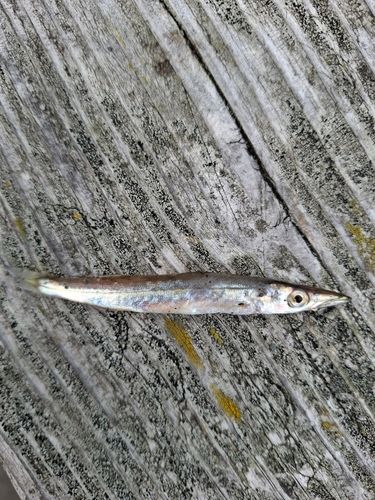 カマスの釣果