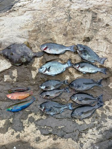 メジナの釣果
