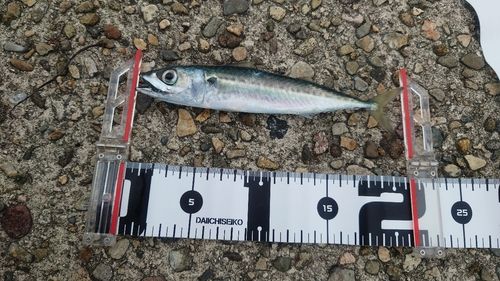 サバの釣果