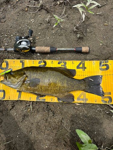 スモールマウスバスの釣果