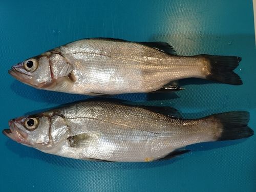 セイゴ（ヒラスズキ）の釣果