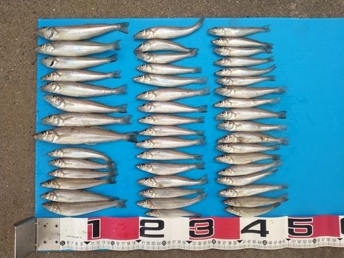 シロギスの釣果