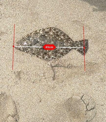 ヒラメの釣果