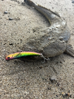 マゴチの釣果