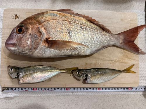 ヘダイの釣果