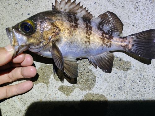 メバルの釣果