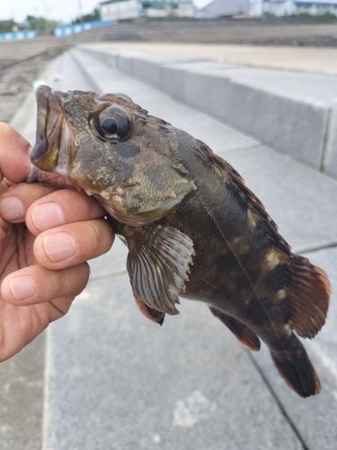 タケノコメバルの釣果