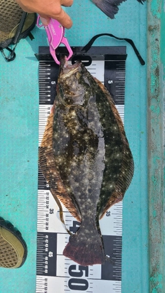 ヒラメの釣果