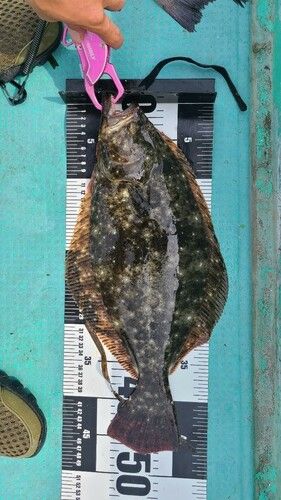 ヒラメの釣果