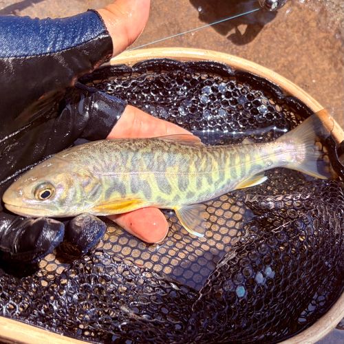 カワサバの釣果