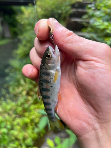 ヤマメの釣果