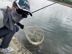 ニジマスの釣果