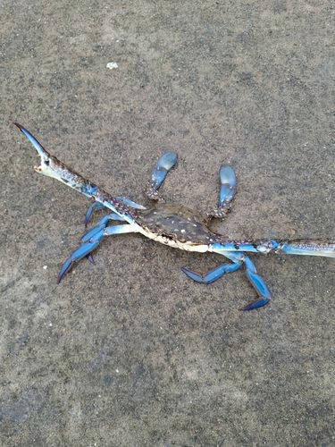 ワタリガニの釣果
