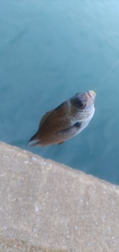 マアジの釣果