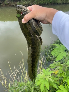 ライギョの釣果