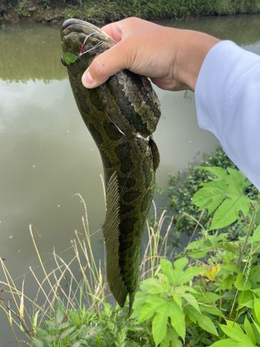 ライギョの釣果
