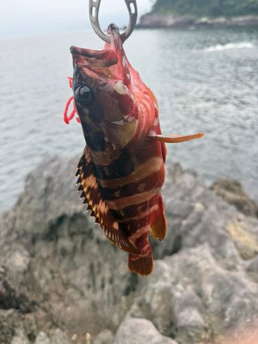 アカハタの釣果