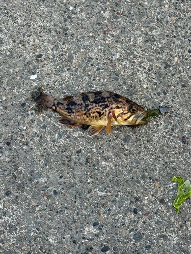 シマソイの釣果