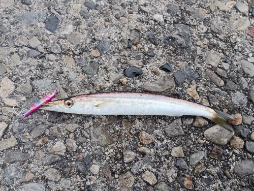 カマスの釣果
