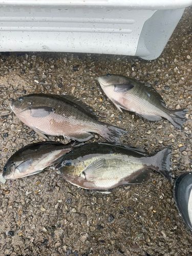 グレの釣果