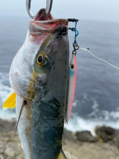 ヒラマサの釣果