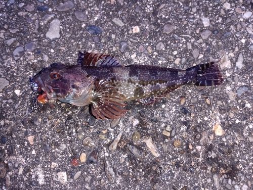 アナハゼの釣果