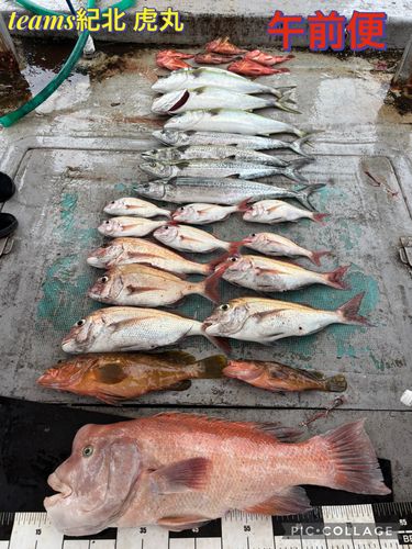 タイの釣果