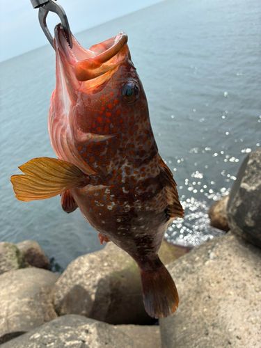 キジハタの釣果