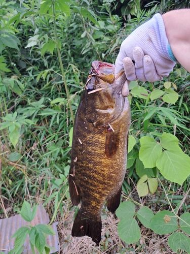 ブラックバスの釣果