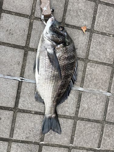 クロダイの釣果