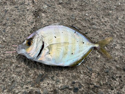 カイワリの釣果