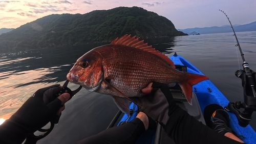 マダイの釣果