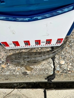 マゴチの釣果